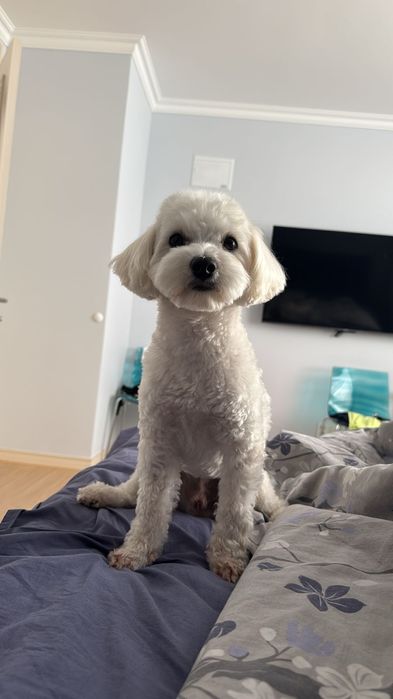 Мальтипу на вязку