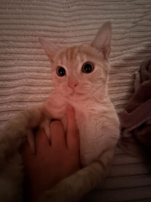 Срочно отдаем в добрые руки кота