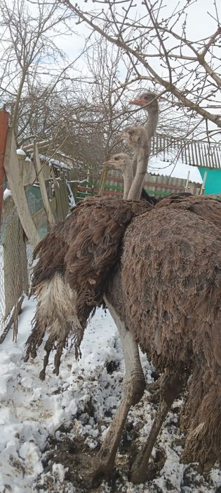 Struti Africani patu ani.