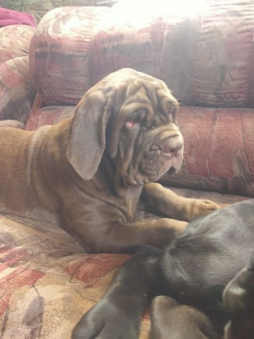 Щенки мастино наполетано