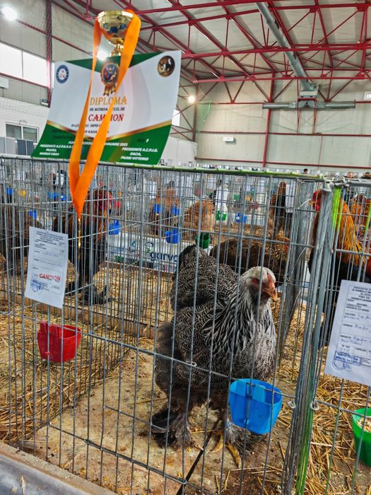 Brahma herminat inchis 50 lei