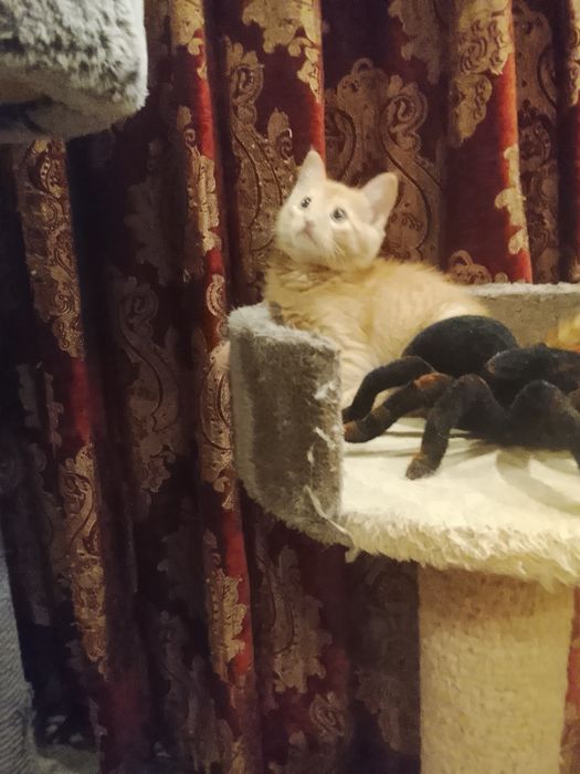 Котёнок рыжий 2.5 месяца в хорошие руки. Родился в домашних условиях