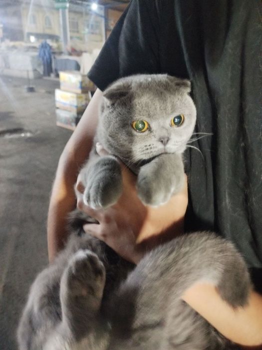 Шотландская кошка