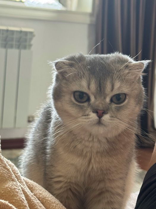 Шотландский вислоухий кот (Scottish Fold) ищет новый дом