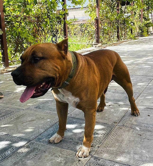 Pidbull sotiladi sog'lom aqlli