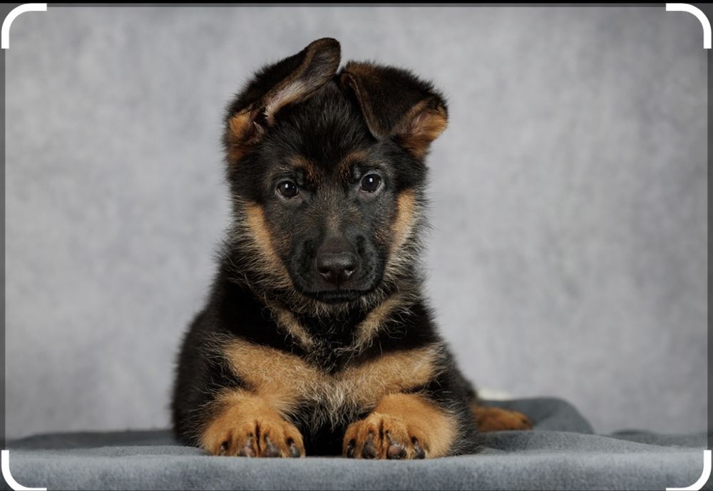 Nemetiskiy afcharka bollari