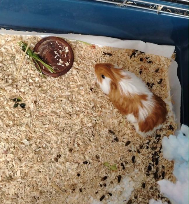 Porcusori de Guineea sectorul 1
