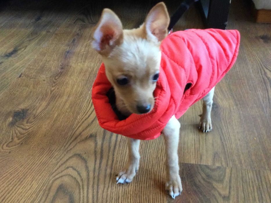 НОВ топъл червен зимен елек / грейка за куче от Италия S, M и L размер