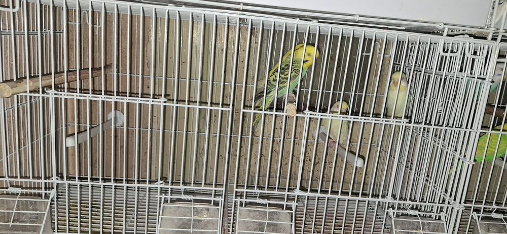 Vând peruși  60 de lei bucata