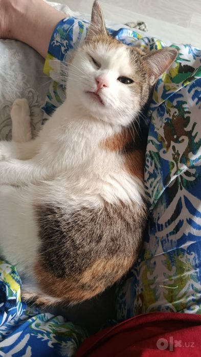 Потерялась кошка