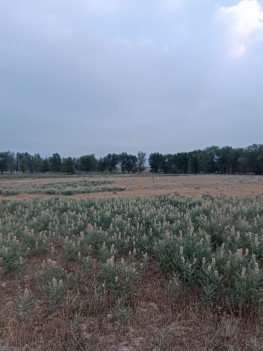 Сдам в аренду земельный участок под КХ