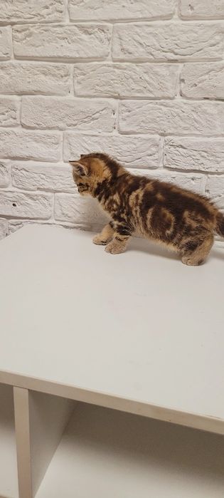 Продается котенок.Девочка шотландка