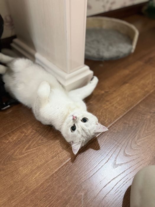 Продается британская шиншилла (серебристый окрас)