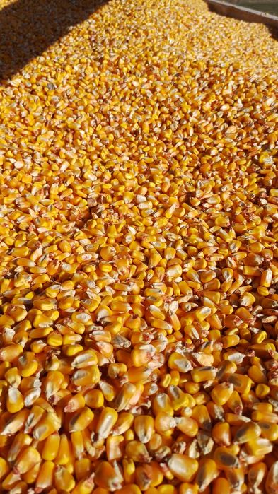 Vand porumb,grau,orz,tarate uruiala mazare floarea soarelui