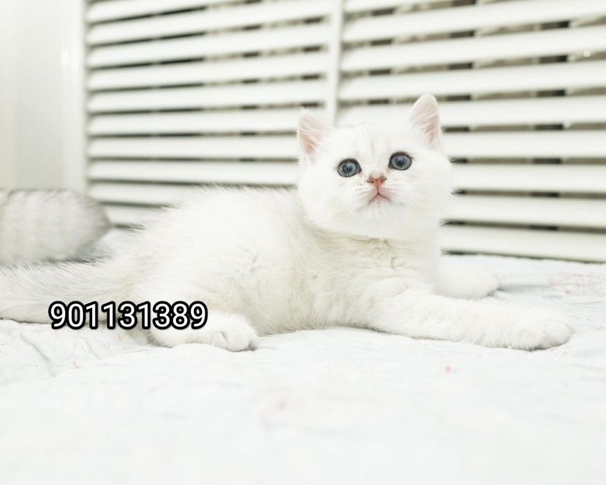 Продаётся чистокровный британский шиншилла мальчик и девочка
2 месяц