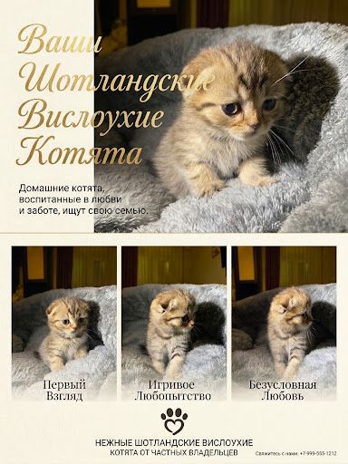 Продам породистых котят