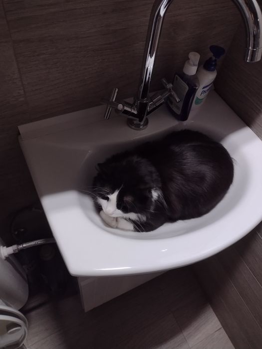 Подаряваме Котарак