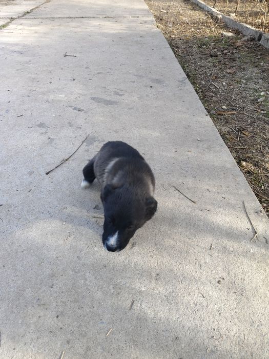 Подарю щенят звонки