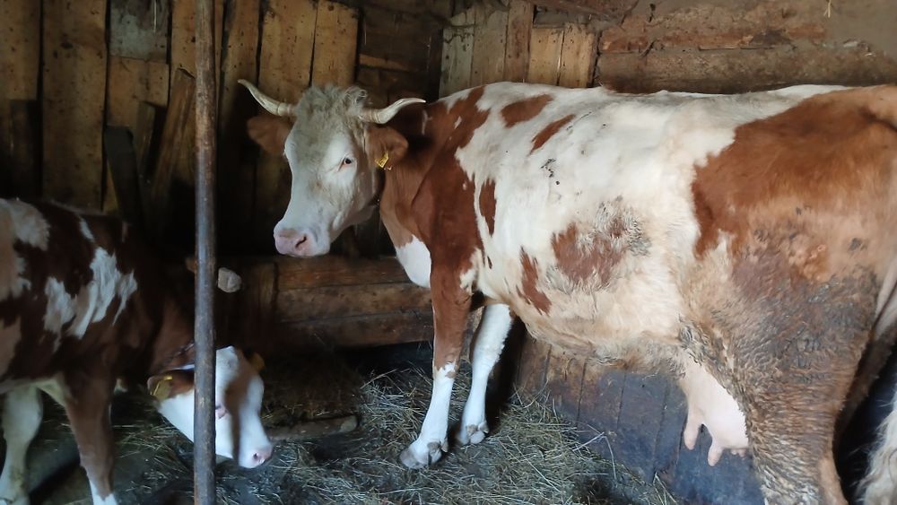 Vand vaca de 6 ani cu vitea de 3 luni
