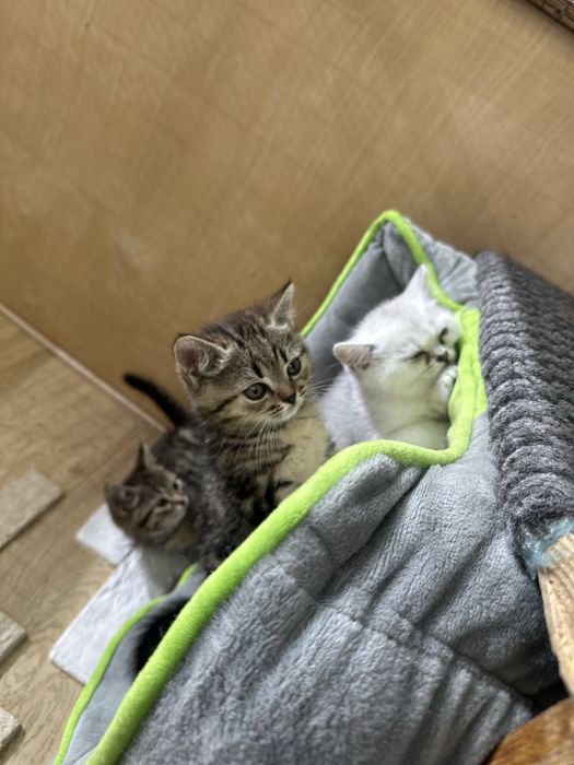 Шотладские котята