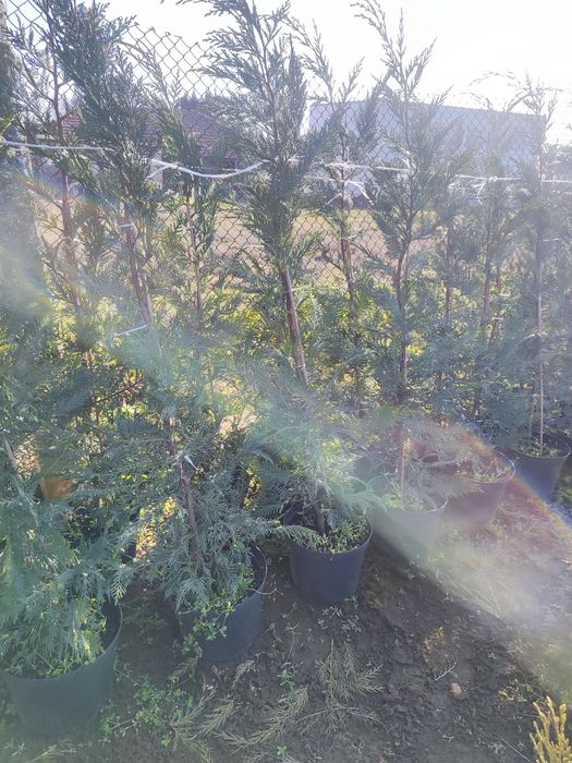 Туя Ауреа Нана , Лейланди , Смарагд !