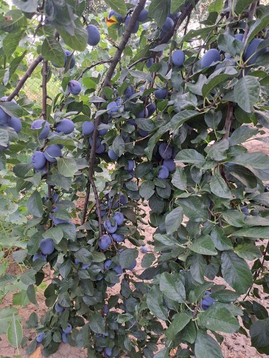 Prune pentru tuica