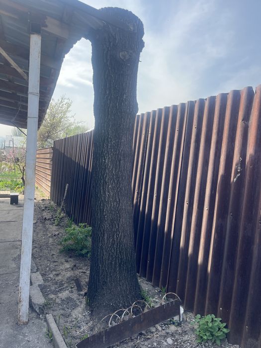 Ствол Дуба для мебели