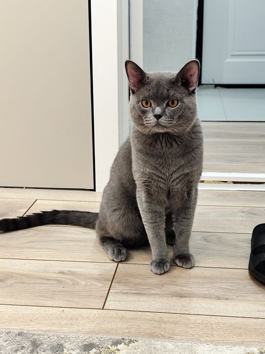 Отдам кота в хорошие руки