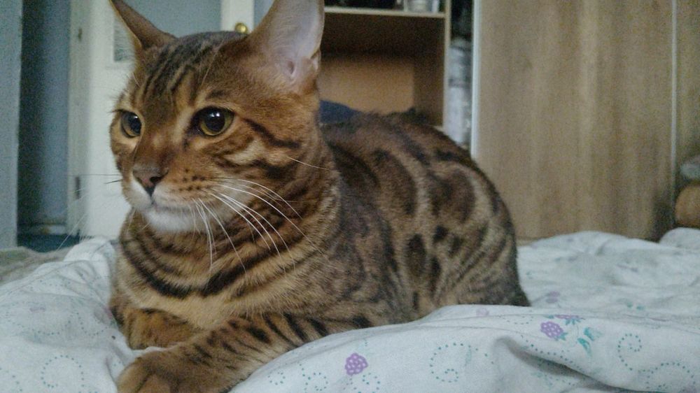 Пропал бенгальский кот 10 месяцев