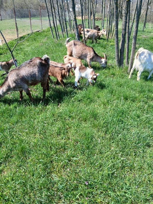 Iezi  capre la a doua și a treia fătare cu câte 2 iezi.