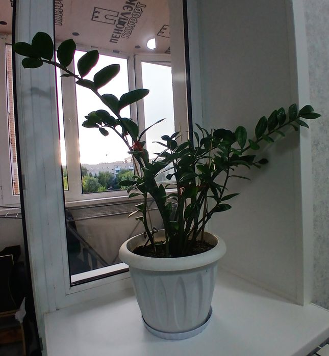 Доллоровое дерево комнатные цветы