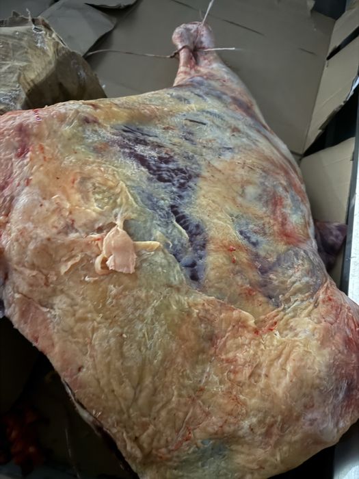 семиз кунажын кашар 3200 тг