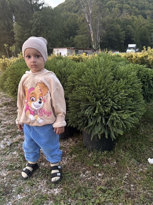 Tuia leylandii gazon rulou