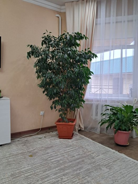 Фикус  170 см красивый пышный