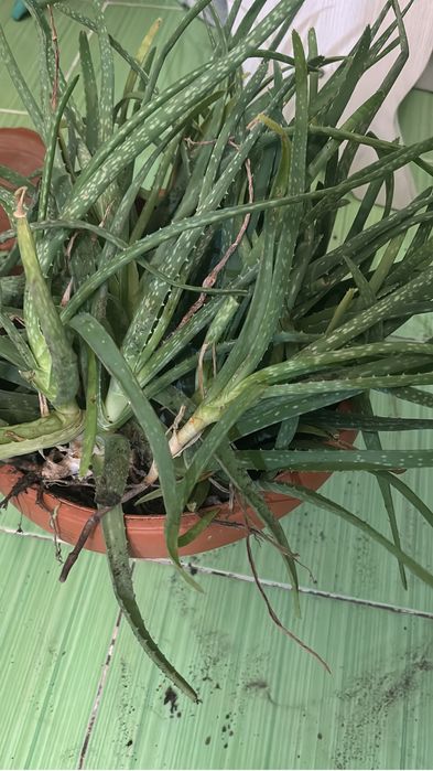 Отдам даром отростки алоэ