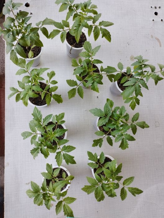 Рассада розовых помидор