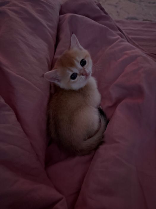 Золотые шиншиллы котята ny11/ny12