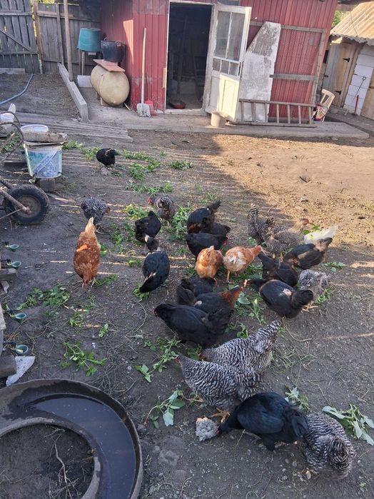 Găini de tară de vânzare