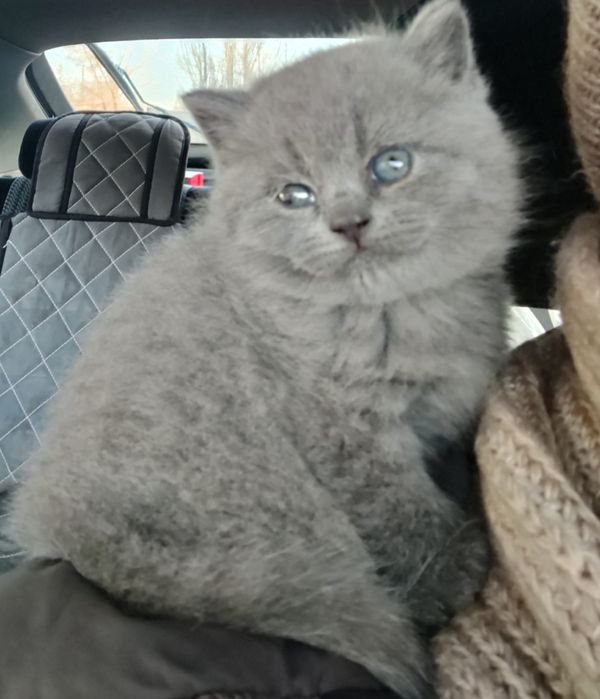 Шотландская девочка