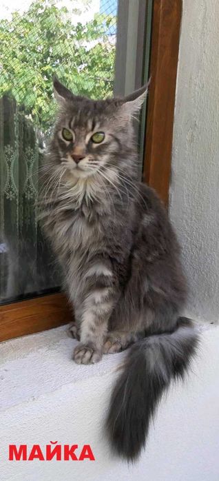 Котенца Мейн Куун