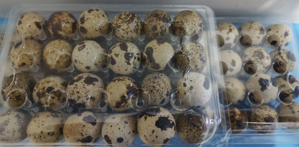 Vând ouă de prepelițe