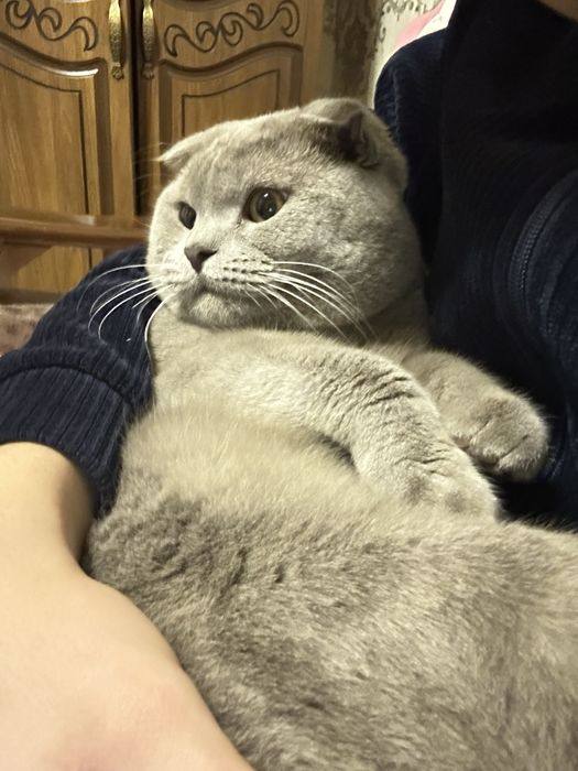 Вязка skotish  fold tozza qon mushuk qiz mushuklarni taklif qiladi