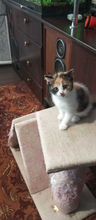 ОТДАМ  домашнего котенка девочку в добрые руки