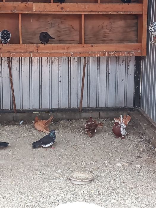 Vând porumbei mai multe rase