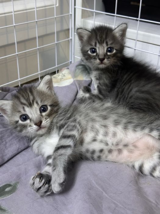 Котята домашние в добрые руки