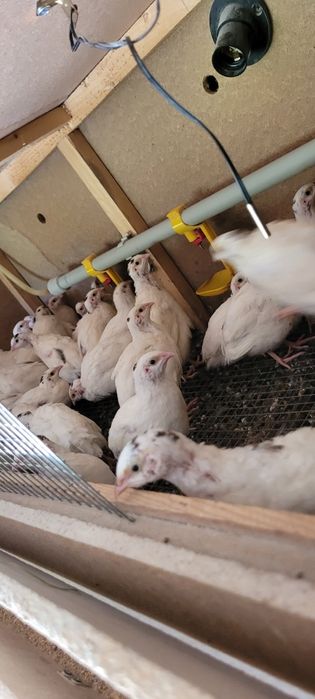 Бөдене техас сатылады