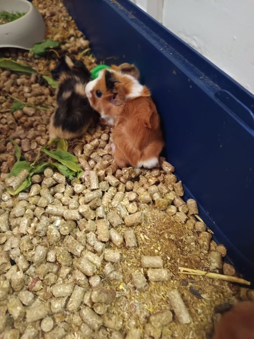 Vand porcusori de guineea