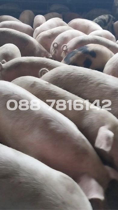 Продавам прасета
