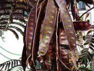 Seminte arbust summer chocolate