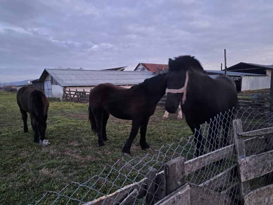 Vând mânzā de 1 an și șapte luni